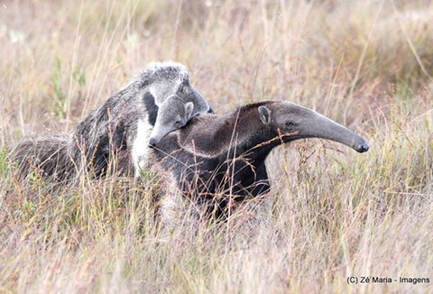 Parque Nacional da Serra da Canastra